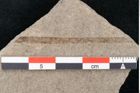 Foto (Detailansicht) von Puccinites zosterae Ettingshausen (NHMW-GEO-2024-0188-6621)
